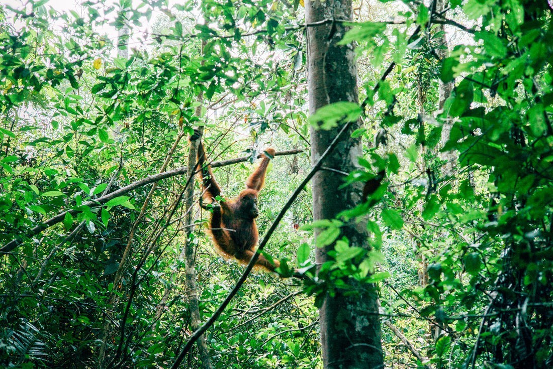 025 Borneo Orangutan Pangkalan Bun - Reiseblog Borneo & Bali
