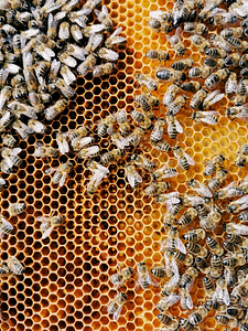 norwegischer honig imker 225x300 - norwegischer-honig-imker.jpg