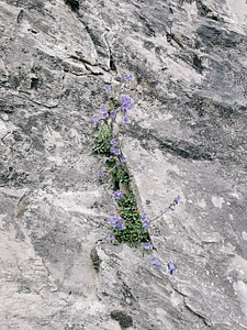 steinblumen wanderung alpen 225x300 - steinblumen-wanderung-alpen.jpg